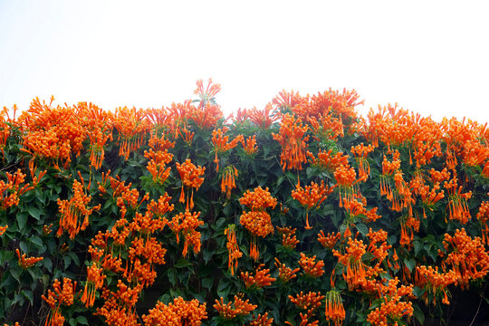 Orange Trumpet (pyrostegia Venusta) blooming in garden