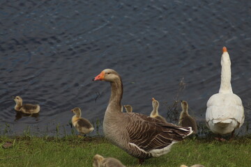 Spring Flood On The Desna River. Mezynsky National Nature Park, Chernihiv Region, Ukraine