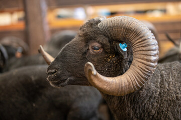 Baran, artiodactyl mammal from the genus of rams, family of bovids. Close-up, a ram on a sheep farm. This animal was domesticated by humans, mainly for its thick coat and edible meat.