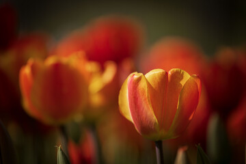 tulipano giallo-arancio