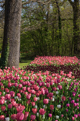 aiuole di tulipani rosa