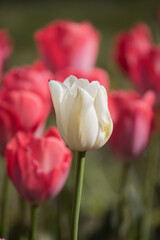 tulipano bianco in mezzo a tulipani rossi