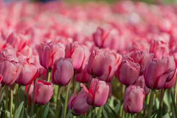 distesa di tulipani rosa