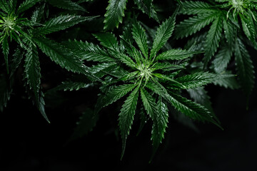 Naklejka na ściany i meble Cannabis CBD plant on black background. Layout of fresh wet marijuana leaves, watering bush, top view. Hemp recreation, legalization concept.