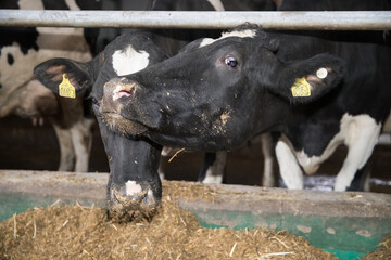 Young calves up to a year old. Young individuals belong to artiodactyls. The young of some wild species are called calves.