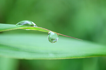 Closeup of Dewdrops on Wild Plant Leaf in the Early Morning