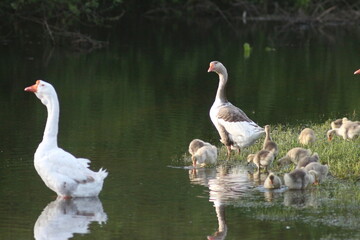 Spring Flood On The Desna River. Mezynsky National Nature Park, Chernihiv Region, Ukraine