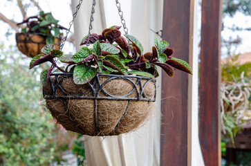 A flower in a hanging pot made from eco-friendly coconut or palm fibre. Garden and backyard...