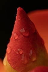 rain drop on a rose