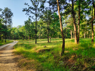 Obraz premium A path in a tropical forest in a national park in South Asia
