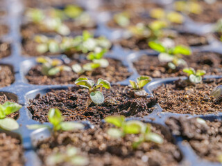 plantación de brotes para campo plantar