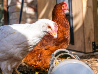 mirar blanca dos gallina gallinas rural campo sueltas color camperas  