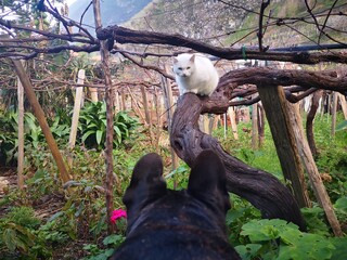 Katze im Traubenfeld