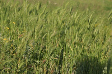 green wheat field