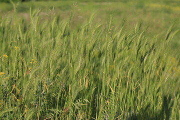 green wheat field