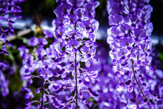 藤の花 の画像 103 077 件の Stock 写真 ベクターおよびビデオ Adobe Stock