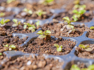 plantación de brotes para campo plantar