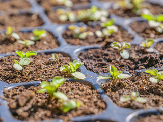 plantación de brotes para campo plantar