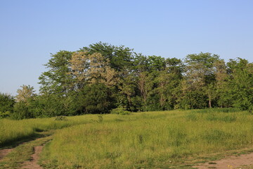 Obraz premium landscape with trees