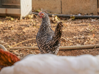pequeña mirar gallina gallinas rural campo sueltas color camperas  
