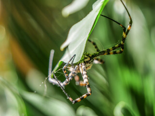 proteger ara&ntilde;a tigre tela ara&ntilde;a  