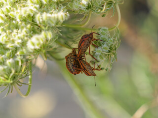 quitar tres trio aparear quitar Chinche rojo de las coles insecto  