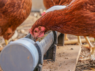 tuberia comer gallina gallinas rural campo sueltas color camperas  
