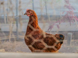 valla vallada gallina gallinas rural campo sueltas color camperas  