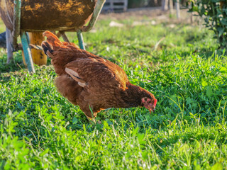 Gallina come de campo verde