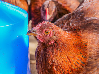 cerca azul gallina gallinas rural campo sueltas color camperas  