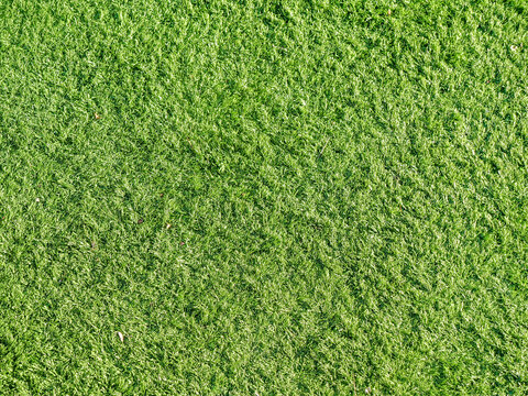 cesped falso artificial textura  