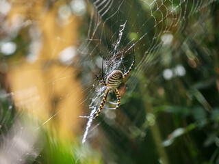 contraluz araña tigre insecto  