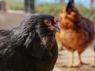 culo negro gallina gallinas rural campo sueltas color camperas  