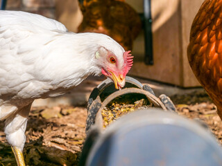 blanca gallina gallinas rural campo sueltas color camperas  