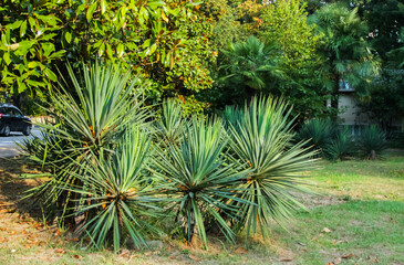 Green yucca bushes lit by the sun, tropical plant