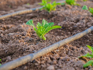 brote lechuga romana verde campo muchas mucho alimentación  