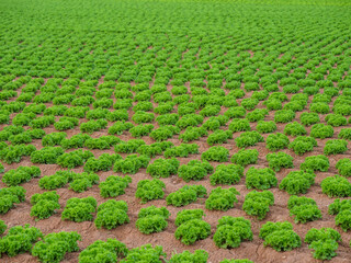 caballones batavia verde campo muchas mucho alimentación  