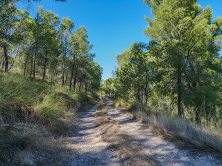 campo camino sierra espu&ntilde;a murcia lugar  