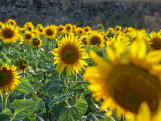 aislado campo girasoles luz hora dorada  