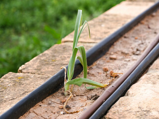 ajo tierno piedra rustico regar crecer alimentación  