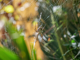 araña tigre contra luz contraluz insecto  