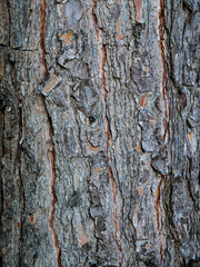 arból pared corteza textura