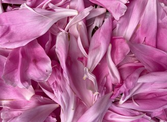 pink petals lying scattered on the floor