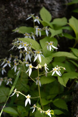 Flowers and leaves of Strawberry Geranium, edible wild plant, close-up