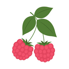 European red raspberry twig isolated on white background. Rubus idaeus pink berries with leaves on branch icon for package design. Vector fruit illustration in flat style.