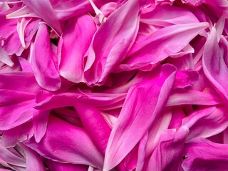 pink petals lying scattered on the floor