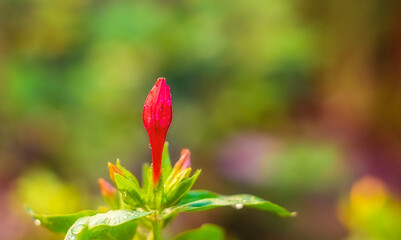 Naklejka na ściany i meble red flower of a rose
