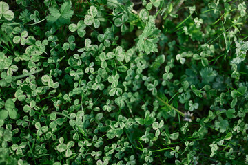 Clover grass leaves are green and freshly shot close-up of the lawn. The concept of caring for the...