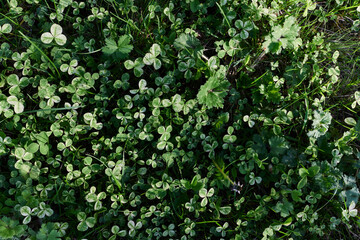 Fototapeta na wymiar Close-up view of summer green lawn grass, microclover in sunlight