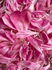 pink petals lying scattered on the floor
